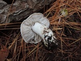 Tricholoma marquettense image