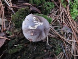 Tricholoma portentosum image