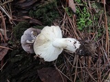 Tricholoma portentosum image