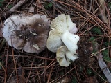 Tricholoma portentosum image