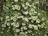 Cladonia chlorophaea image