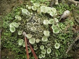 Cladonia chlorophaea image