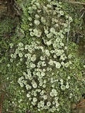 Cladonia chlorophaea image