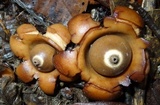 Geastrum triplex image