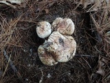 Tricholoma pessundatum image