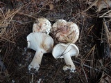 Tricholoma pessundatum image