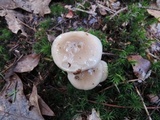 Hygrophorus agathosmus image