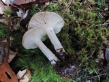 Hygrophorus agathosmus image