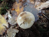 Hygrophorus agathosmus image