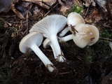 Hygrophorus agathosmus image