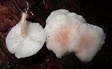 Ripartitella brasiliensis image