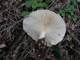 Leucopaxillus laterarius image