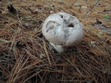 Calvatia craniiformis image