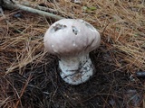 Calvatia craniiformis image