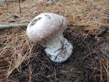 Calvatia craniiformis image