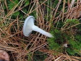 Cantharellula umbonata image