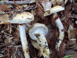 Cortinarius glutinosoarmillatus image