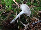 Cantharellula umbonata image