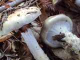 Cortinarius glutinosoarmillatus image