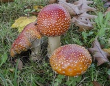Amanita muscaria var. flavivolvata image