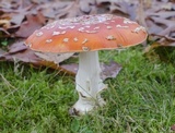 Amanita muscaria var. flavivolvata image