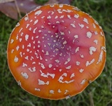 Amanita muscaria var. flavivolvata image