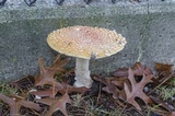 Amanita muscaria var. flavivolvata image