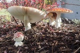 Amanita muscaria var. flavivolvata image