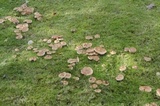 Paxillus cuprinus image