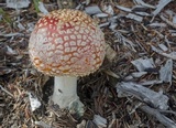 Amanita muscaria var. flavivolvata image
