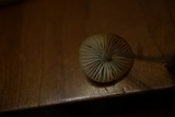 Mycena subcana image