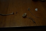 Mycena subcana image