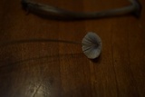 Mycena subcana image