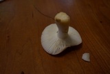 Russula silvicola image