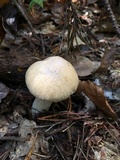 Cortinarius caperatus image