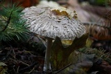 Chlorophyllum olivieri image
