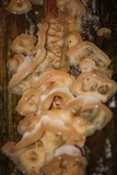 Merulius tremellosus image