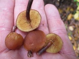 Gymnopilus picreus image