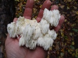 Hericium americanum image