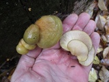 Sarcomyxa serotina image