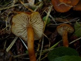 Rhodocybe nitellina image