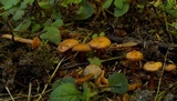 Rhodocybe nitellina image
