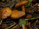 Rhodocybe nitellina image