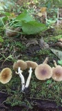 Agrocybe acericola image