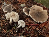 Tricholoma terreum image
