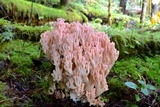 Ramaria botrytis image