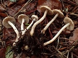 Inocybe lilacina image