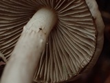 Inocybe lilacina image