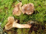 Russula sororia image