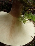 Leucopaxillus giganteus image